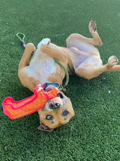 Enlarge Ricky, a Adoptable Mixed Breed in Chesapeake, VA image 3/3