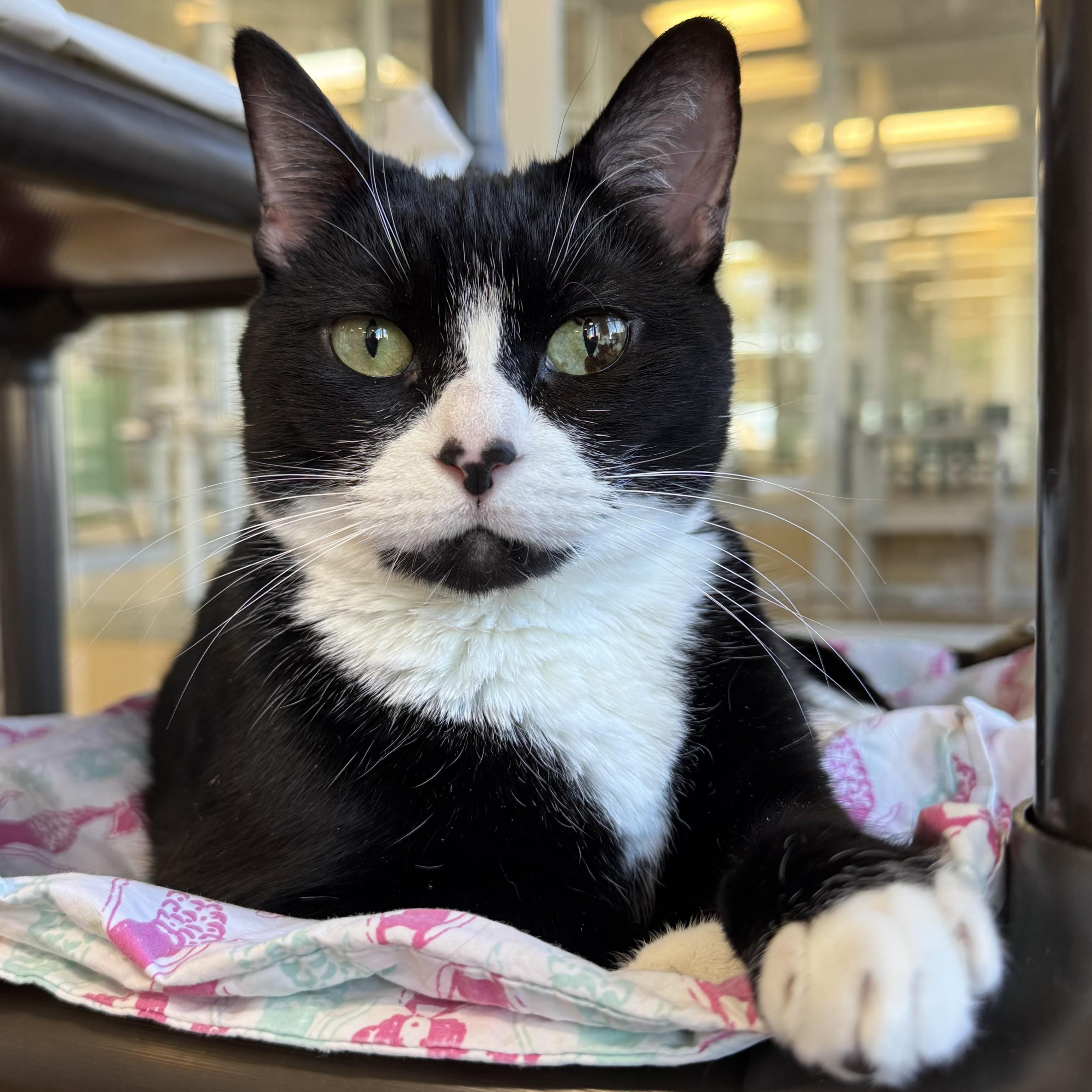 Clover, ADOPTABLE, Adult Female Domestic Short Hair.