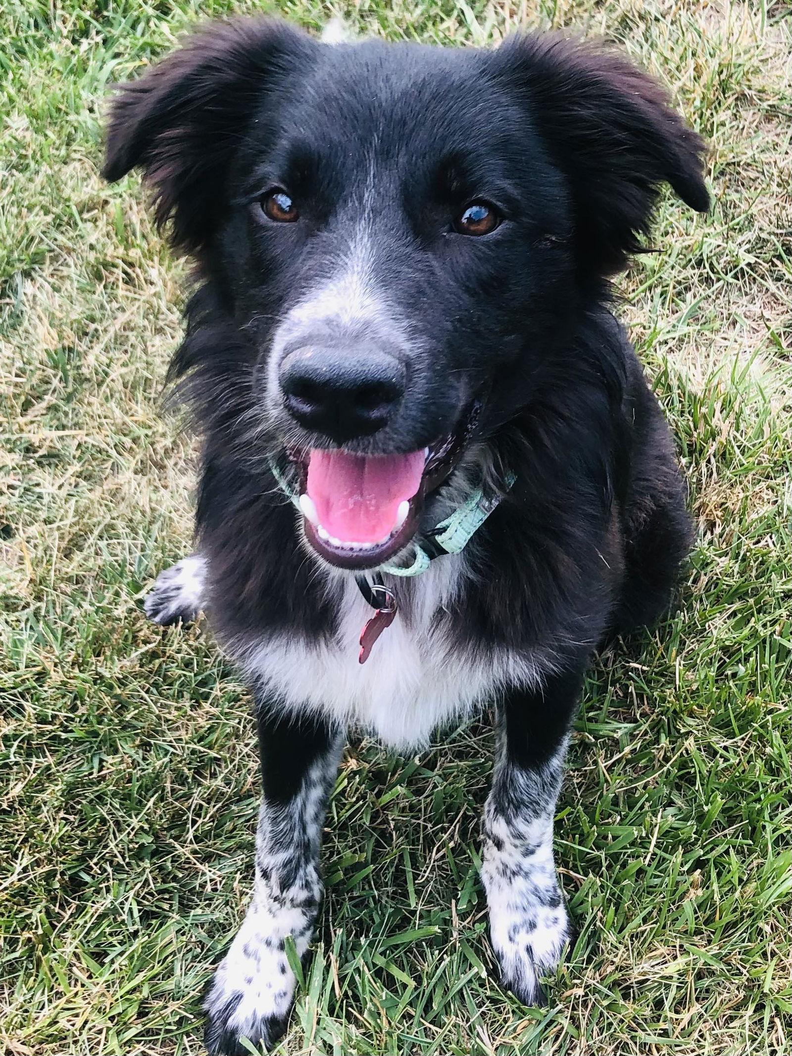 Enlarge Ollie (2023), a Adopted mixed breed in Columbia, MO image 1/3