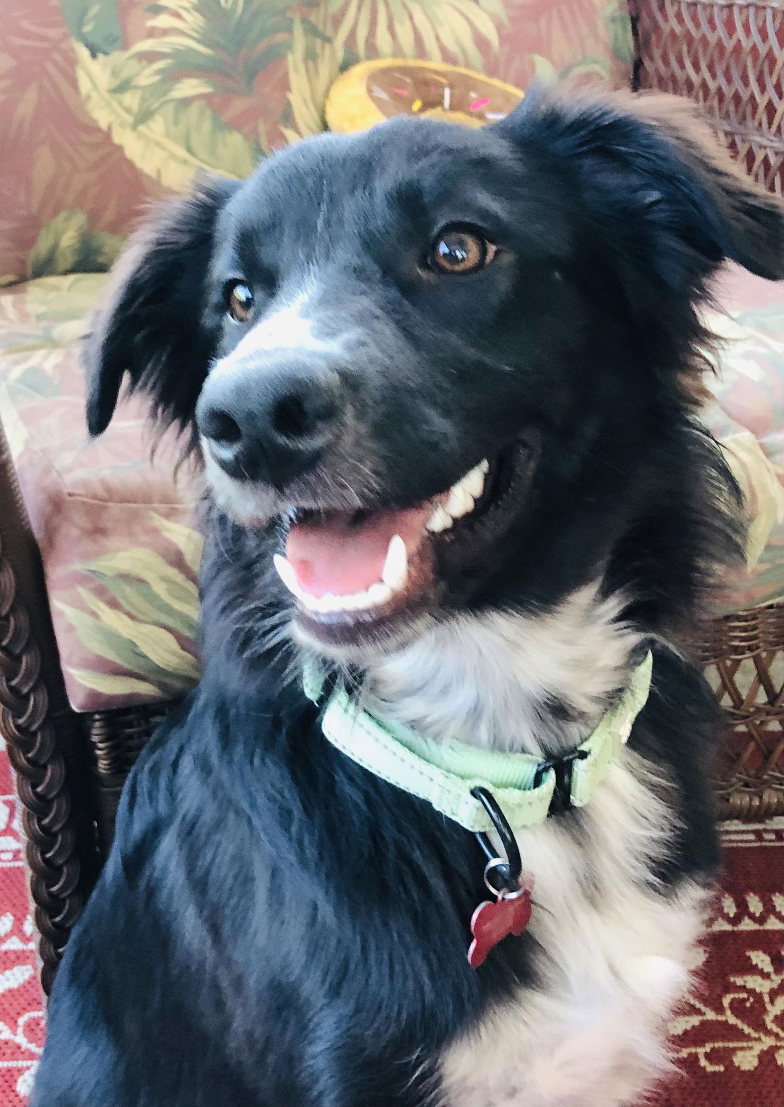 Enlarge Ollie (2023), a Adopted mixed breed in Columbia, MO image 2/3