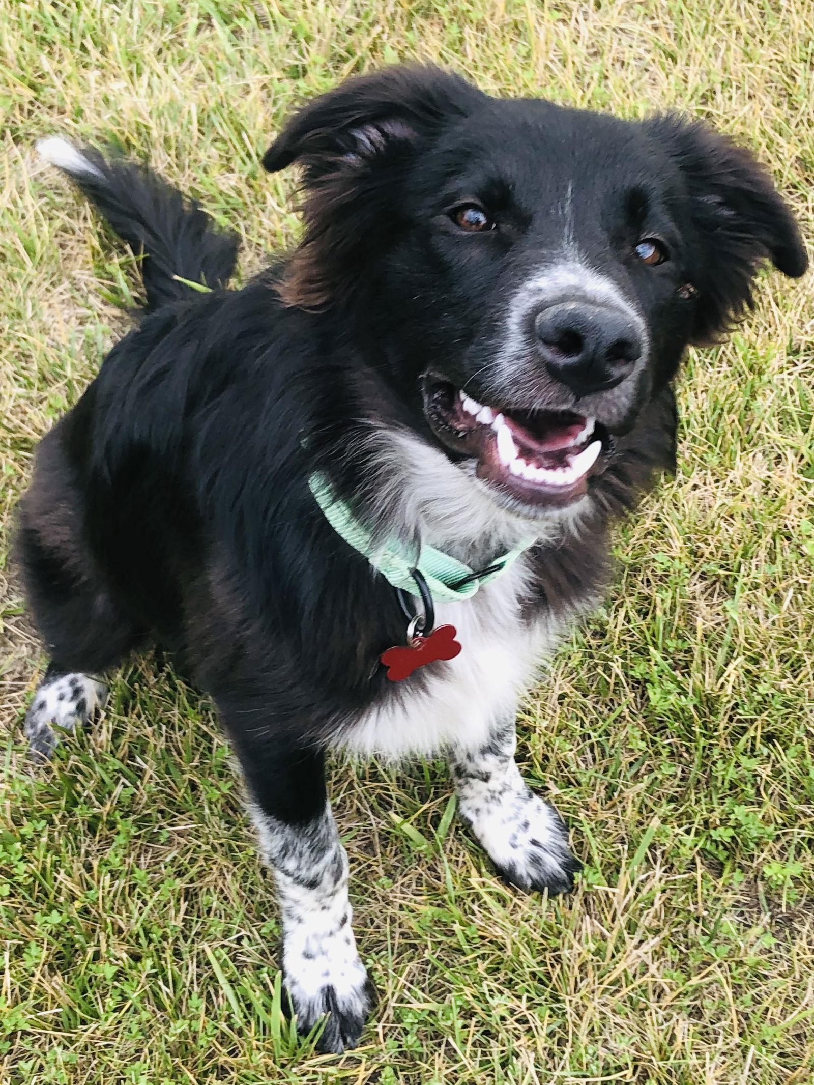 Enlarge Ollie (2023), a Adopted mixed breed in Columbia, MO image 3/3