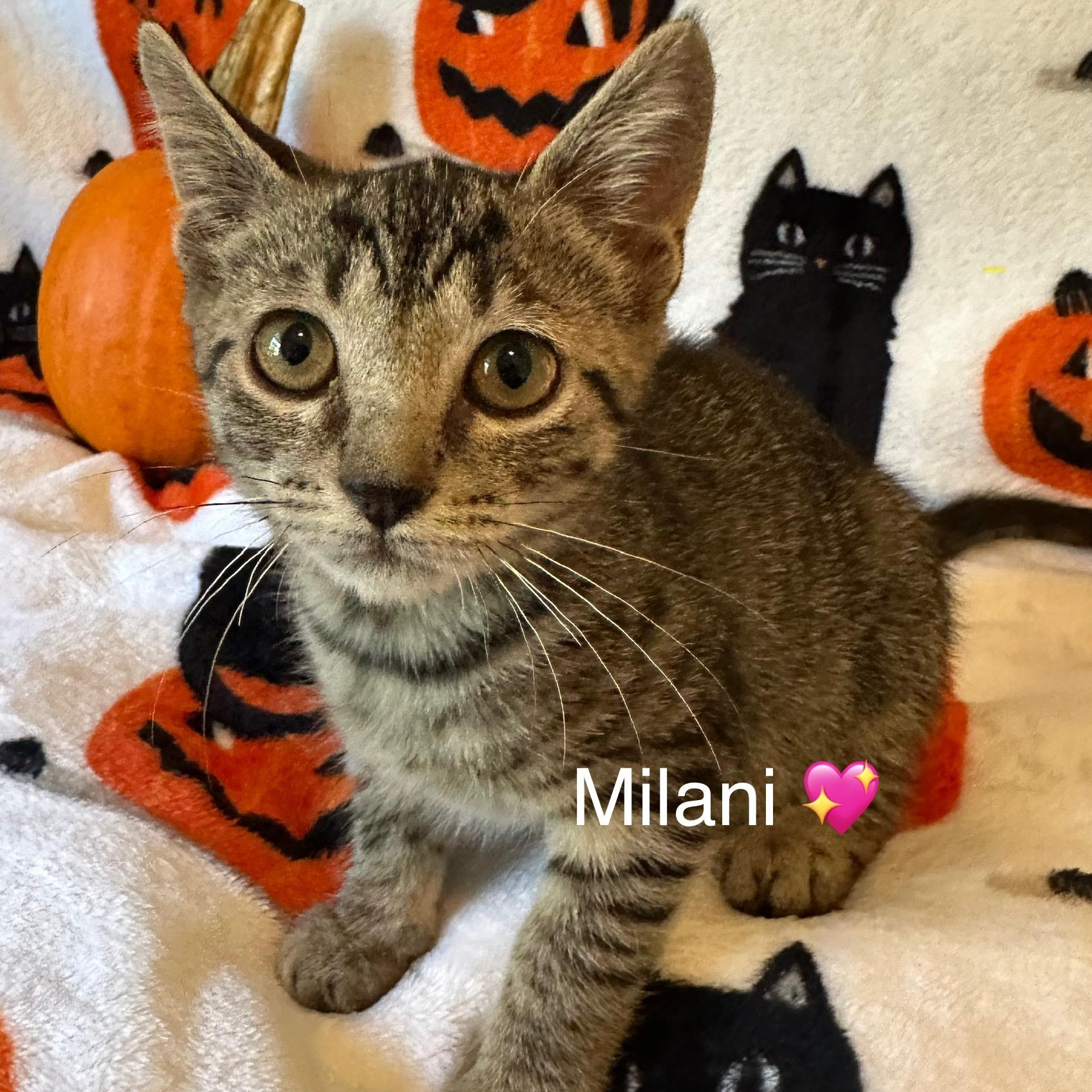 Milani
