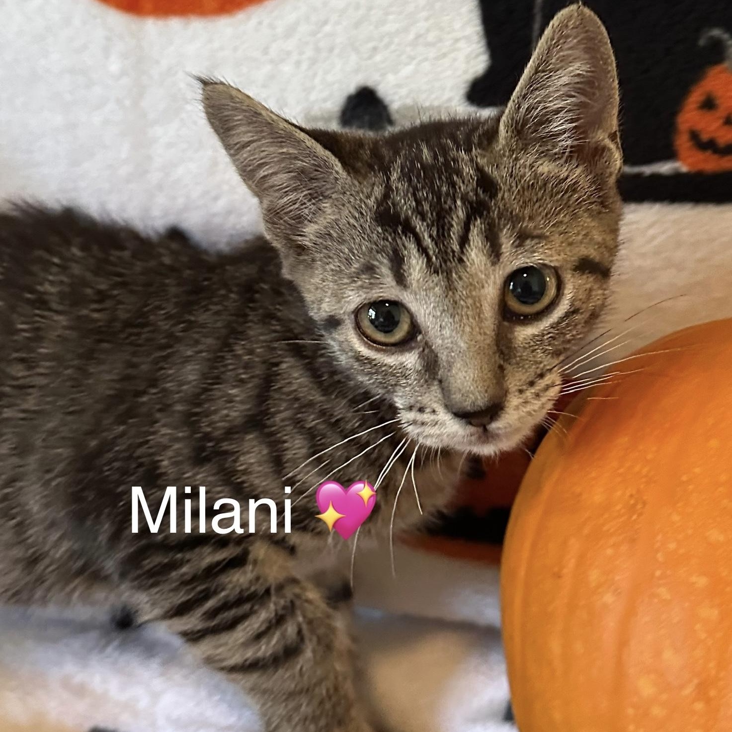 Milani