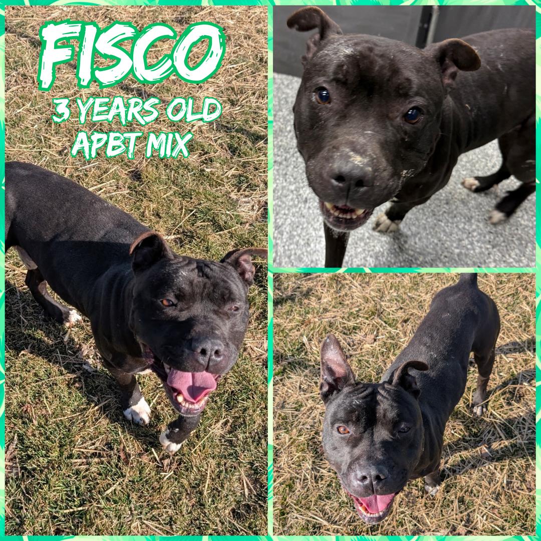 Fisco, ADOPTABLE, Adult Male Pit Bull Terrier.