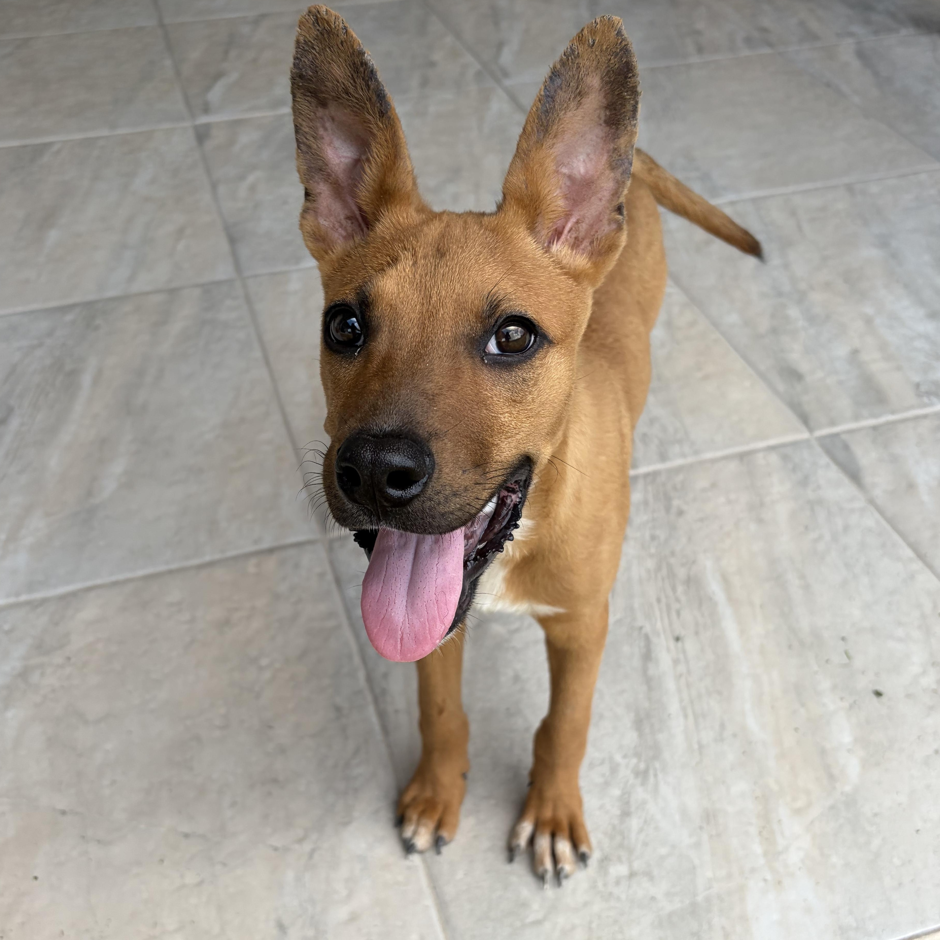 Ruby, Trash to Treasure, Adoptable, Puppy Female German Pinscher.