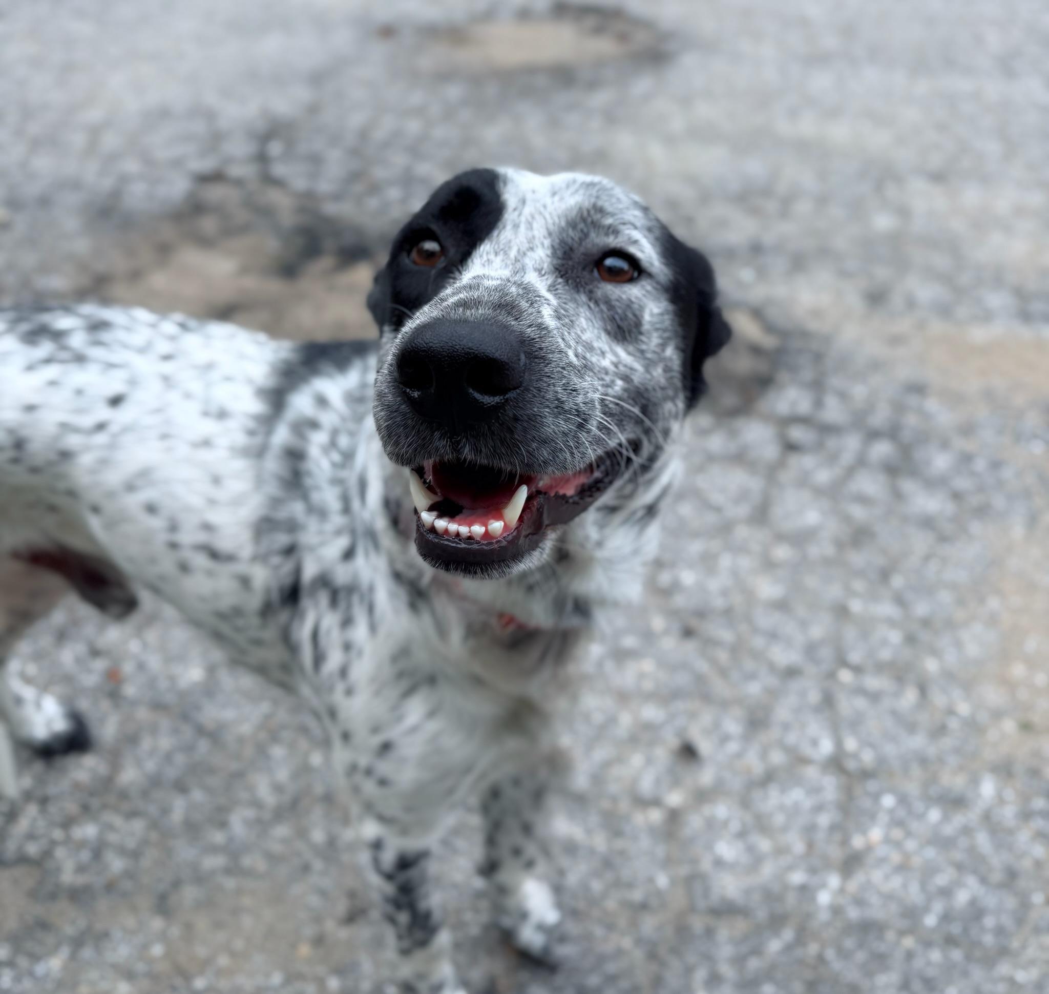 Dogs & Puppies for Adoption in Antrim, NH | Petfinder