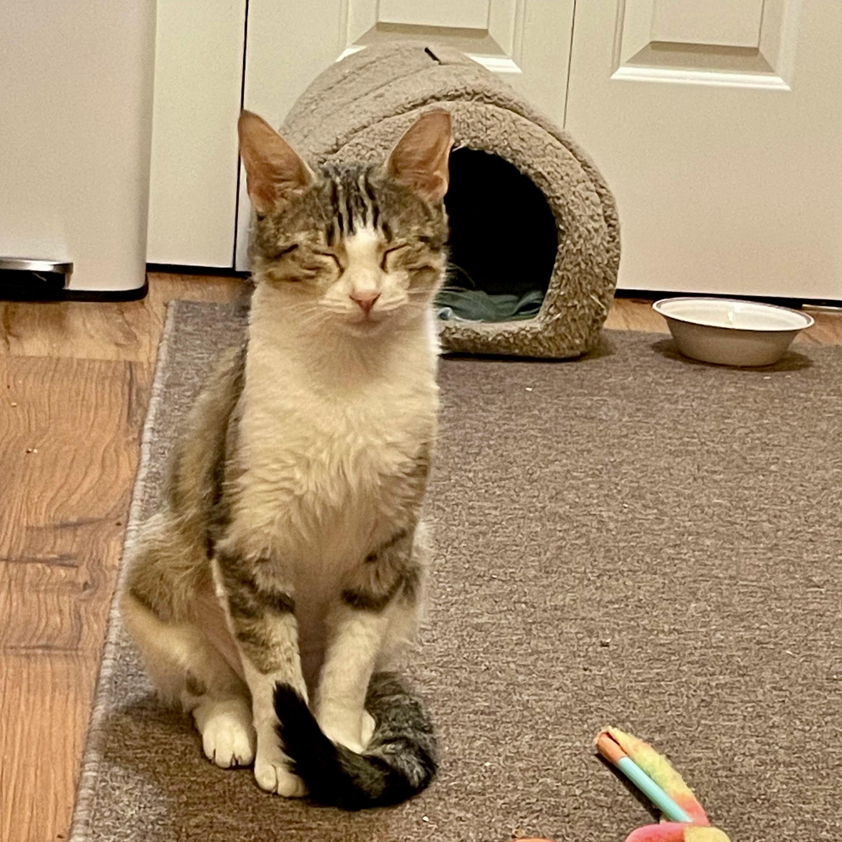 Neenah, a Adoptable mixed breed in Chicago, IL image 5/6