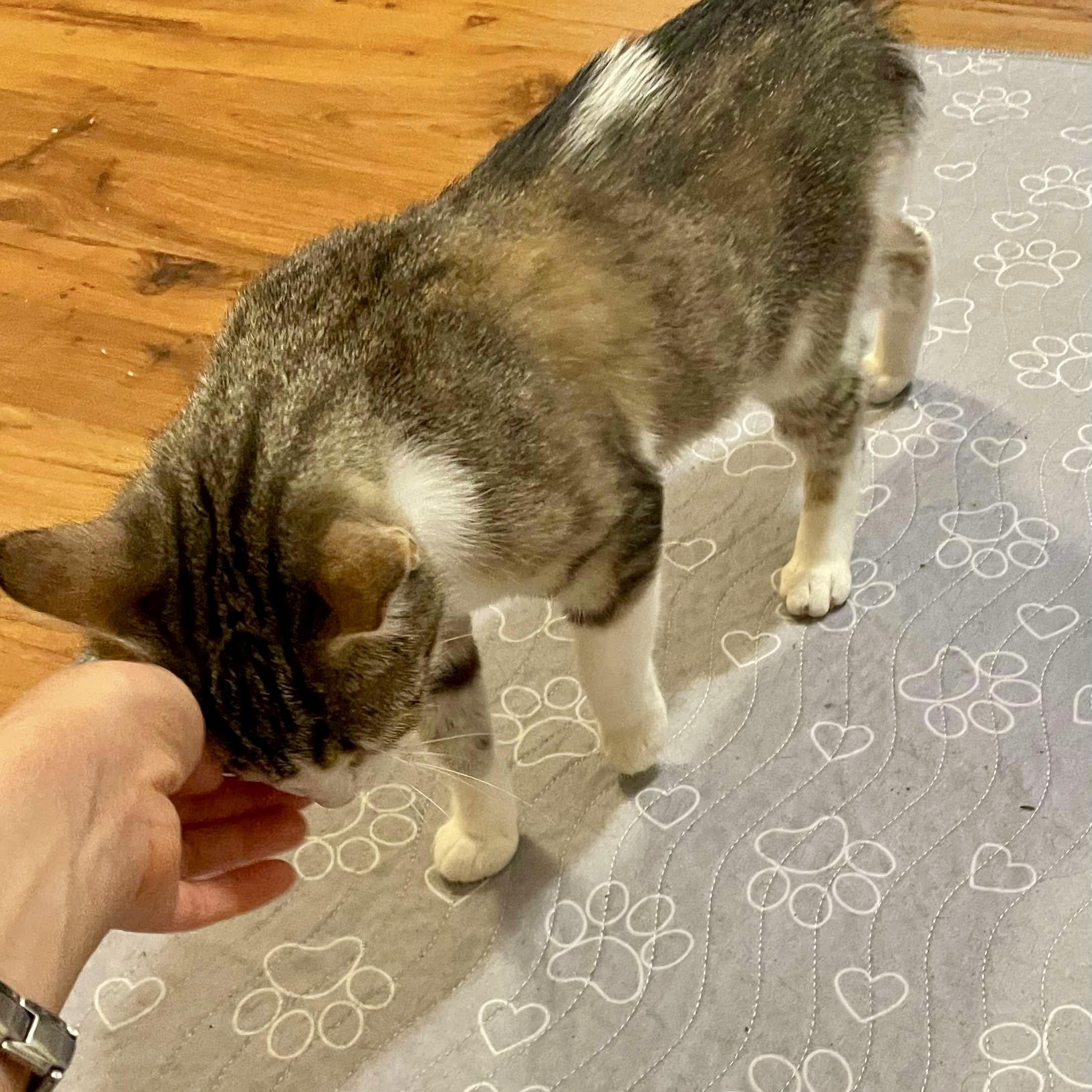 Neenah, a Adoptable mixed breed in Chicago, IL image 6/6