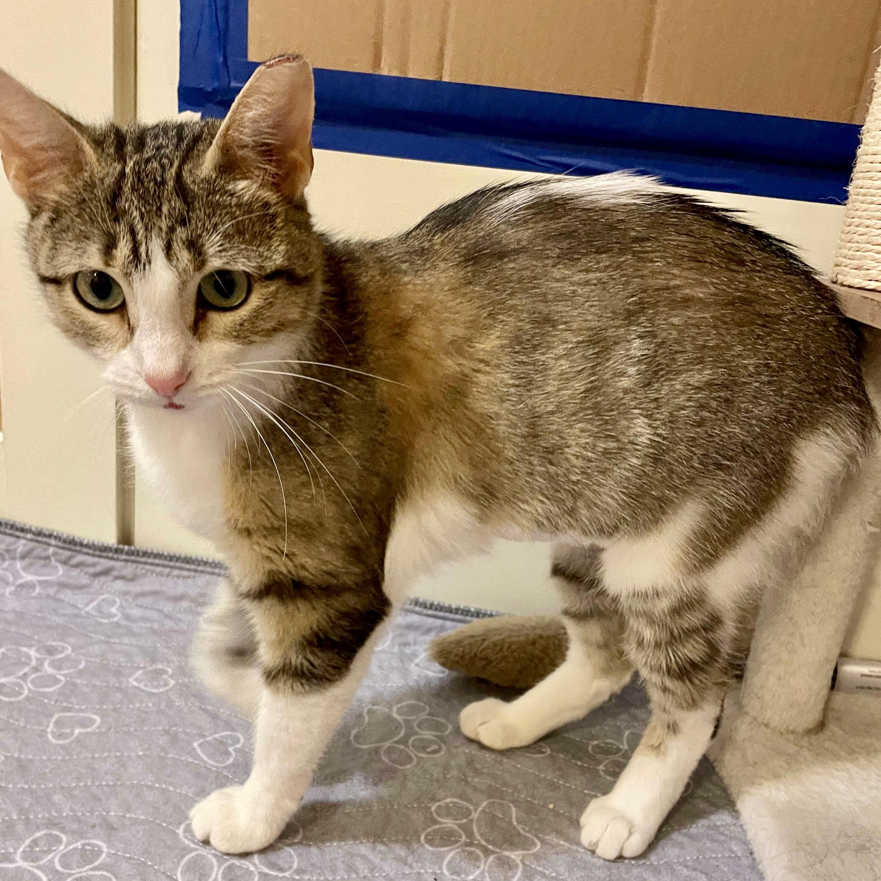 Neenah, Adoptable, Young Female Domestic Short Hair.