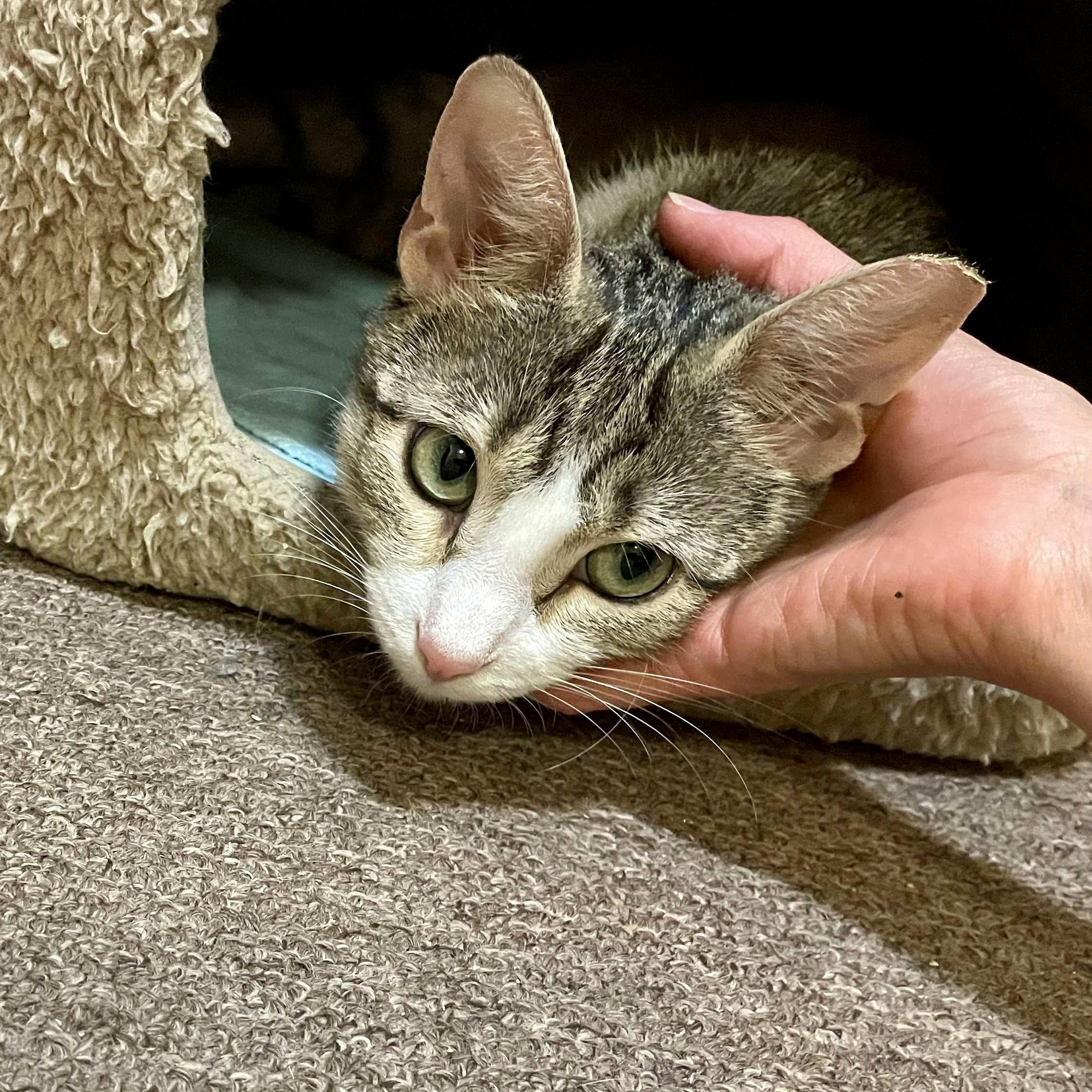 Neenah, a Adoptable mixed breed in Chicago, IL image 2/6