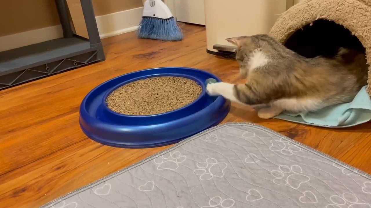 Enlarge Neenah, a Adoptable mixed breed in Chicago, IL video 4/6