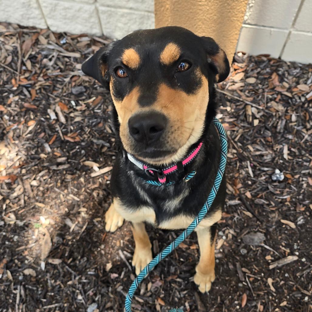 Ruth, Adoptable, Adult Female Mixed Breed.