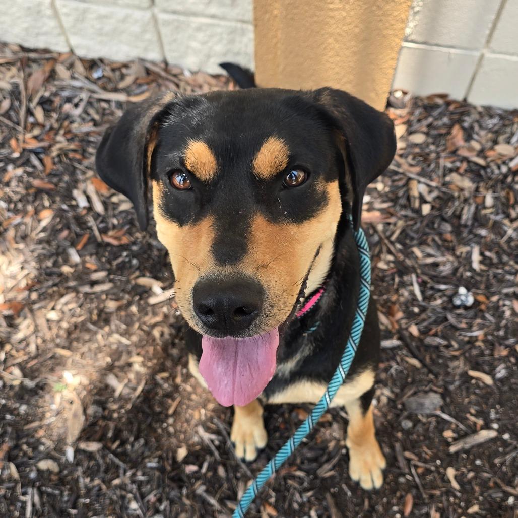 Enlarge Ruth, a Adoptable Mixed Breed in Williston, FL image 3/5
