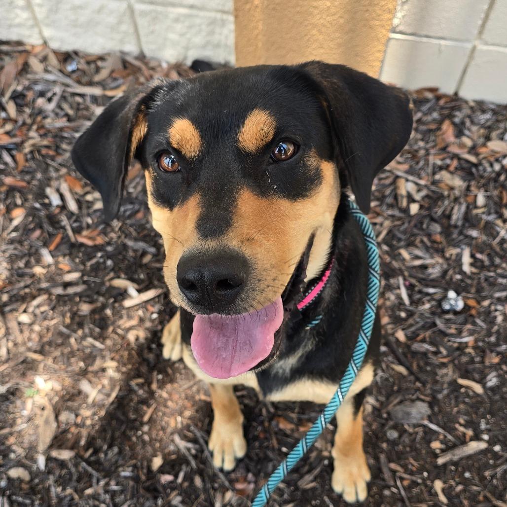 Enlarge Ruth, a Adoptable Mixed Breed in Williston, FL image 5/5