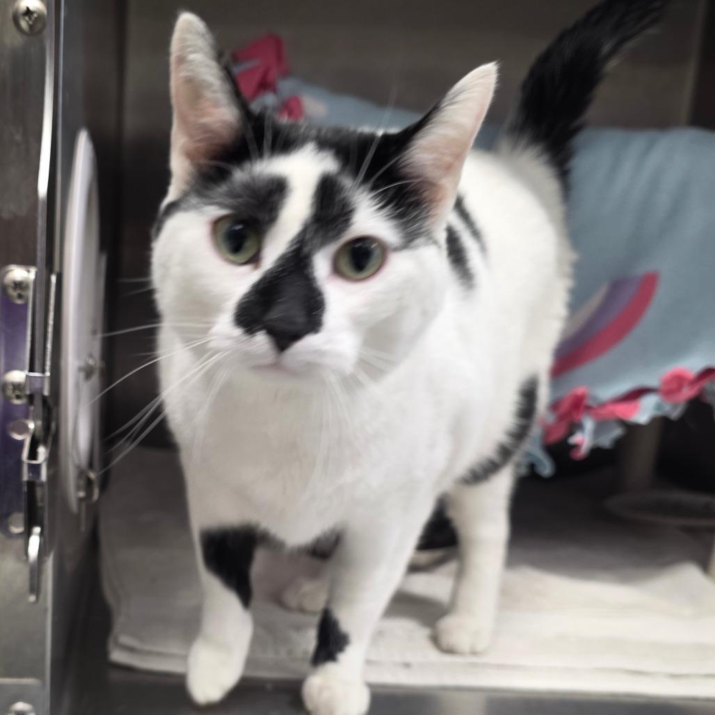 Toby, Adoptable, Adult Male Domestic Short Hair.