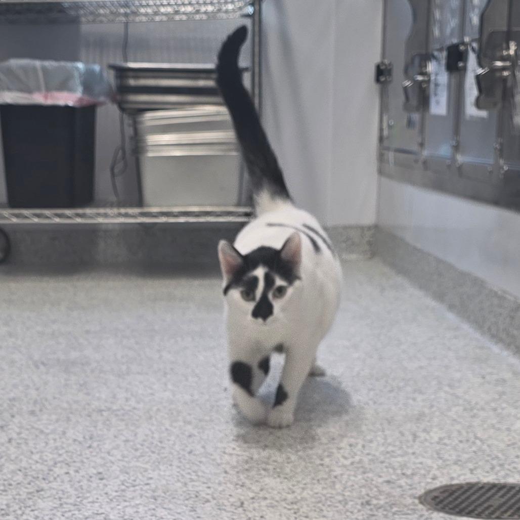 Enlarge Toby, a Adoptable Domestic Short Hair in Fort Wayne, IN image 2/6