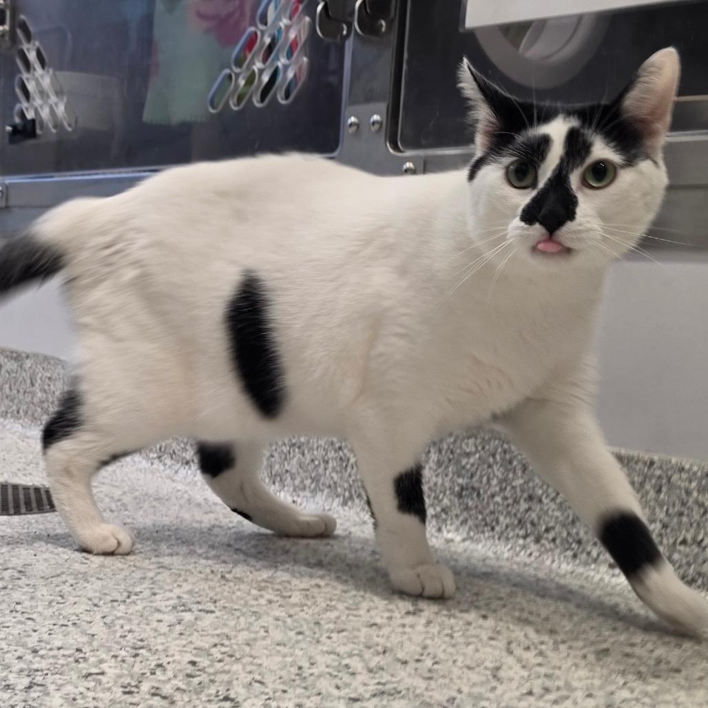 Enlarge Toby, a Adoptable Domestic Short Hair in Fort Wayne, IN image 3/6