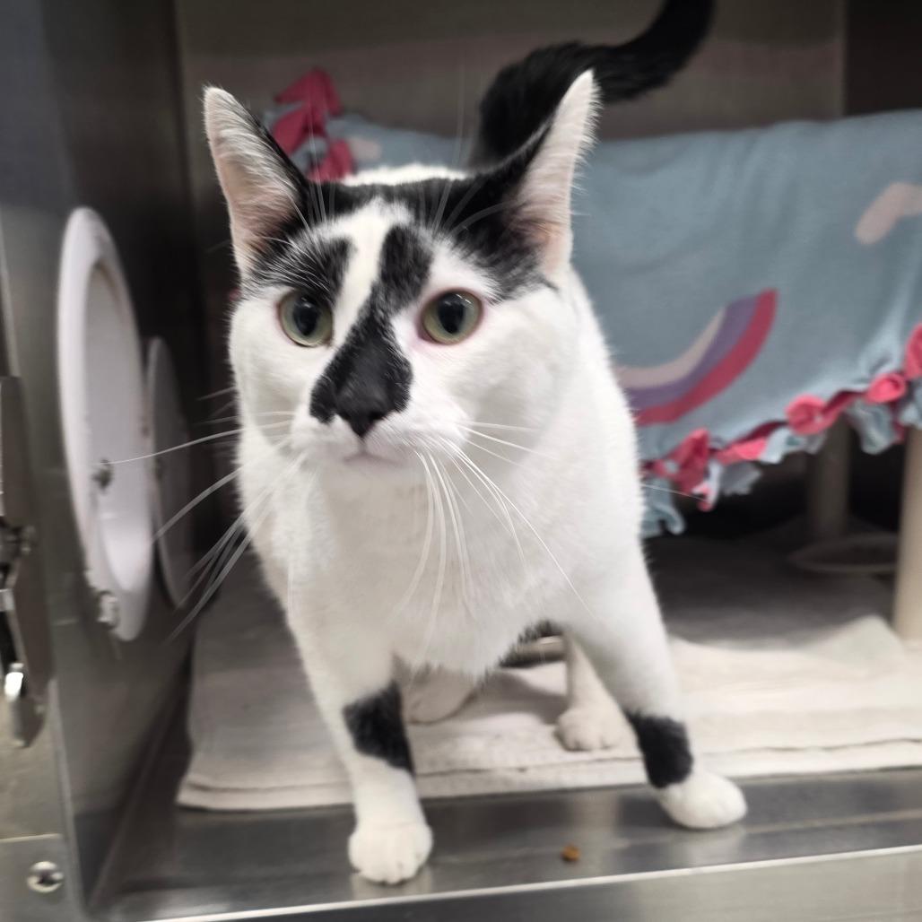 Enlarge Toby, a Adoptable Domestic Short Hair in Fort Wayne, IN image 4/6
