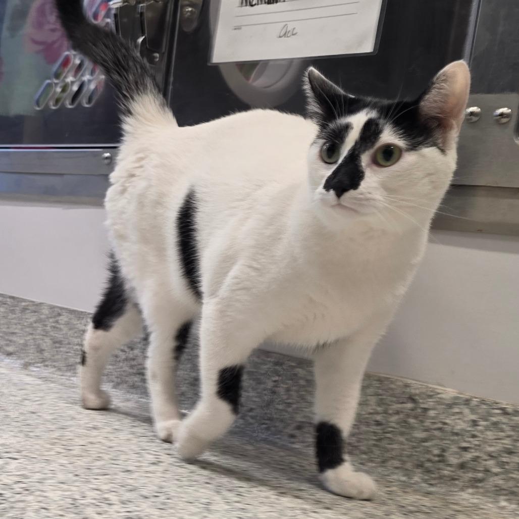 Enlarge Toby, a Adoptable Domestic Short Hair in Fort Wayne, IN image 5/6