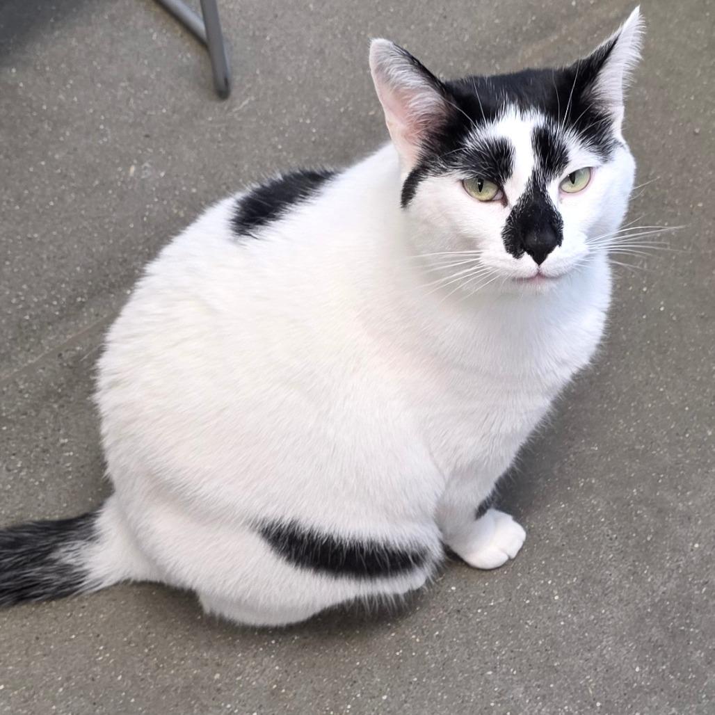 Enlarge Toby, a Adoptable Domestic Short Hair in Fort Wayne, IN image 6/6