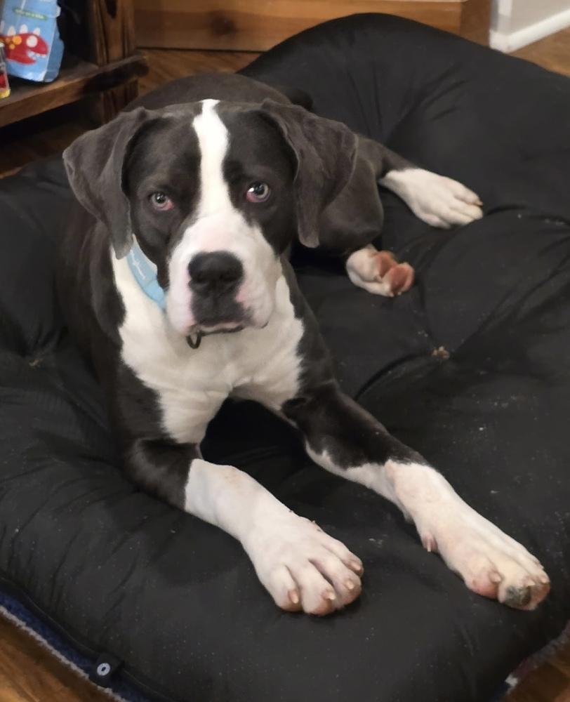 Enlarge Princess, a Adoptable mixed breed in Louisa, VA image 1/4