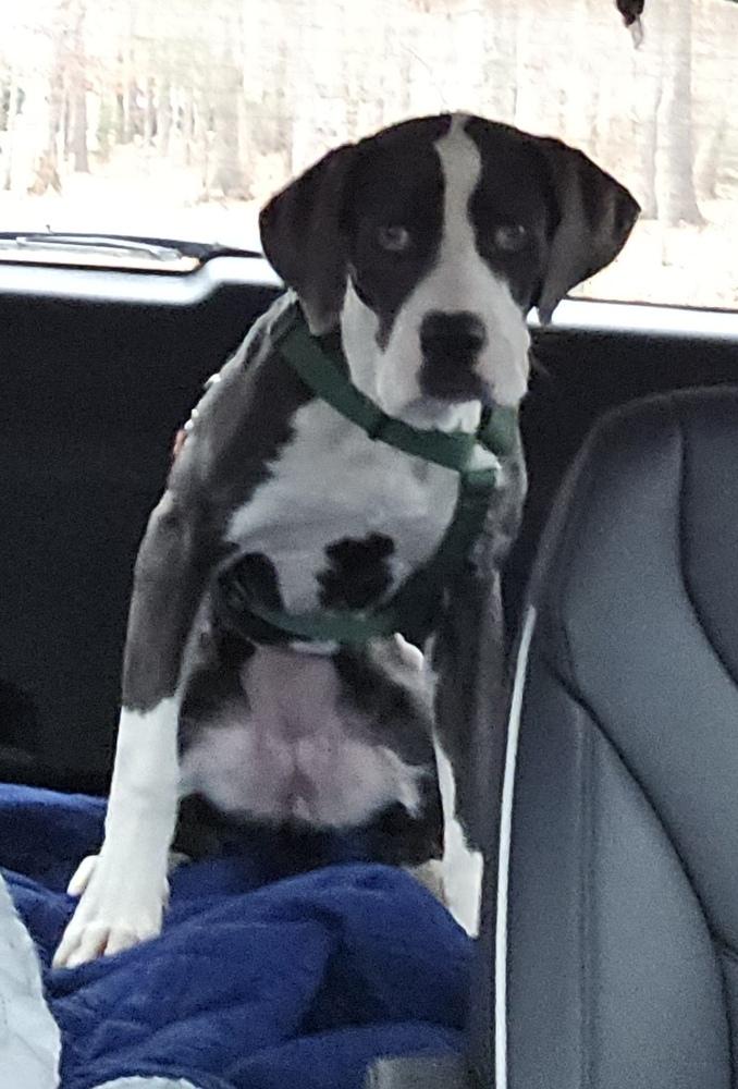 Enlarge Princess, a Adoptable mixed breed in Louisa, VA image 2/4