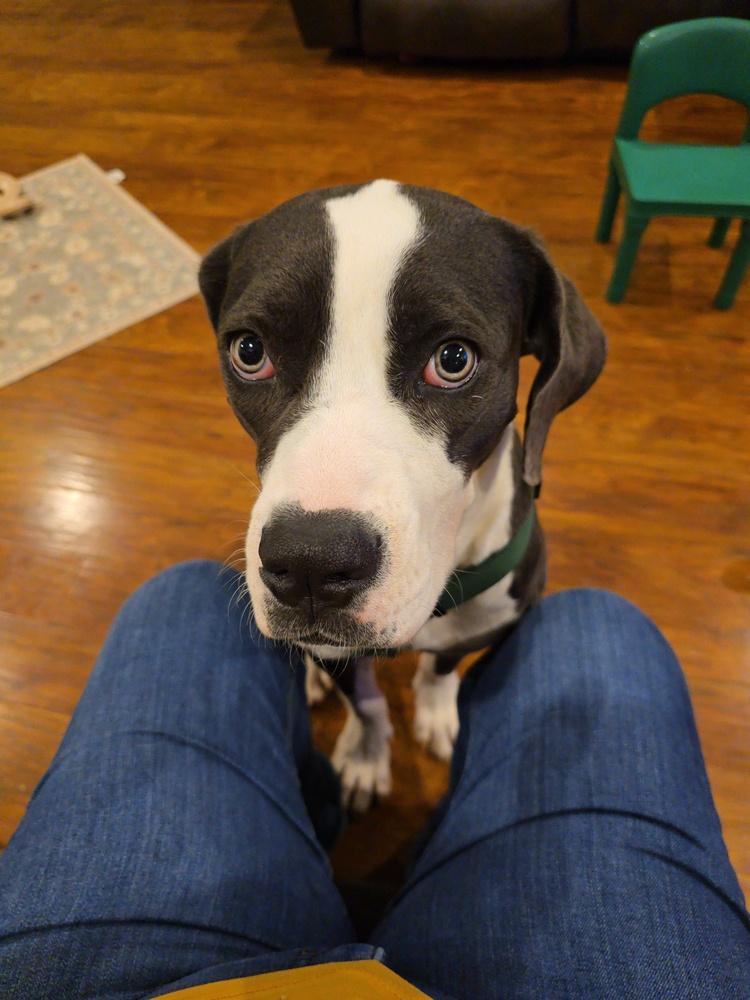 Enlarge Princess, a Adoptable mixed breed in Louisa, VA image 3/4