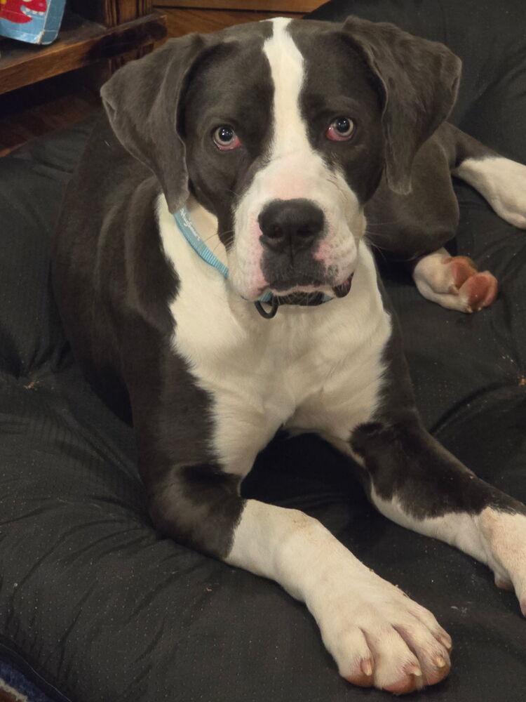 Enlarge Princess, a Adoptable mixed breed in Louisa, VA image 4/4