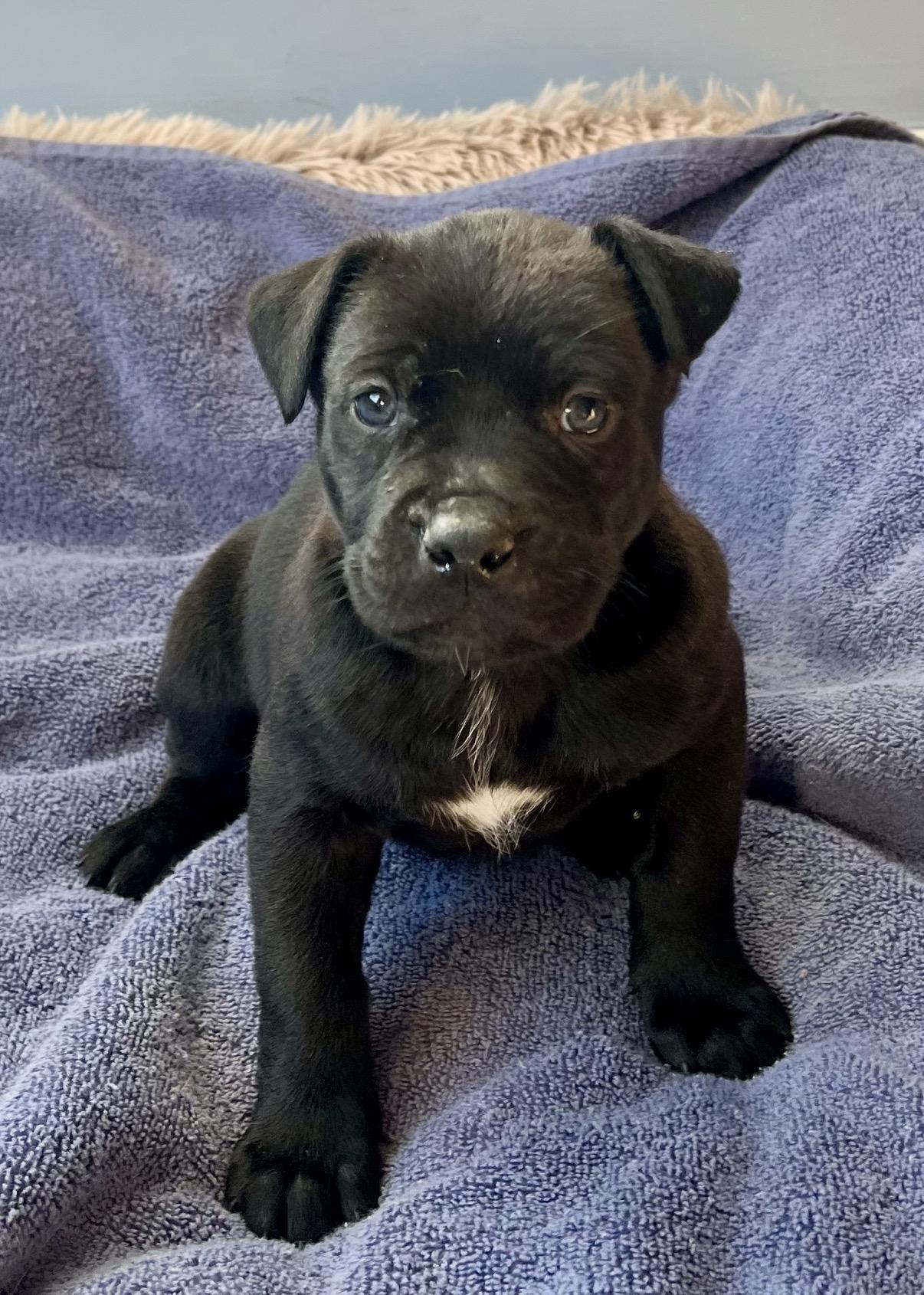 Pedro, Adoptable, Puppy Male Pit Bull Terrier.