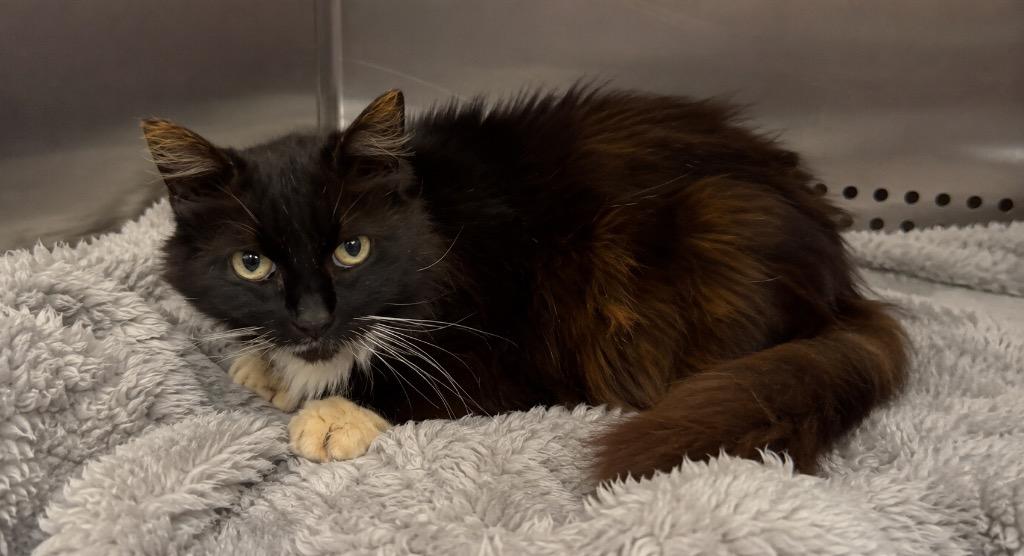 Enlarge Amber, a Adoptable mixed breed in Columbia, TN image 1/1