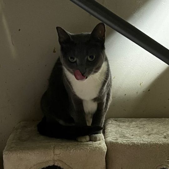 Millie (spirit cat)