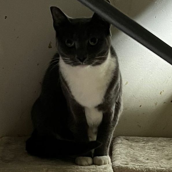 Enlarge Millie (spirit cat), a Adoptable Domestic Short Hair in East Windsor, CT image 2/7