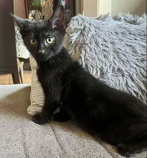 Bolt, ADOPTABLE, Kitten Male Domestic Short Hair.