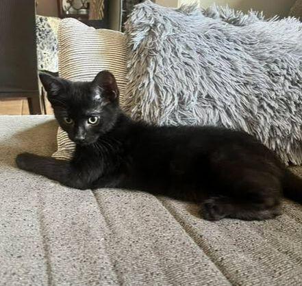 Enlarge Bolt, a ADOPTABLE Domestic Short Hair in Mississauga, ON image 2/2