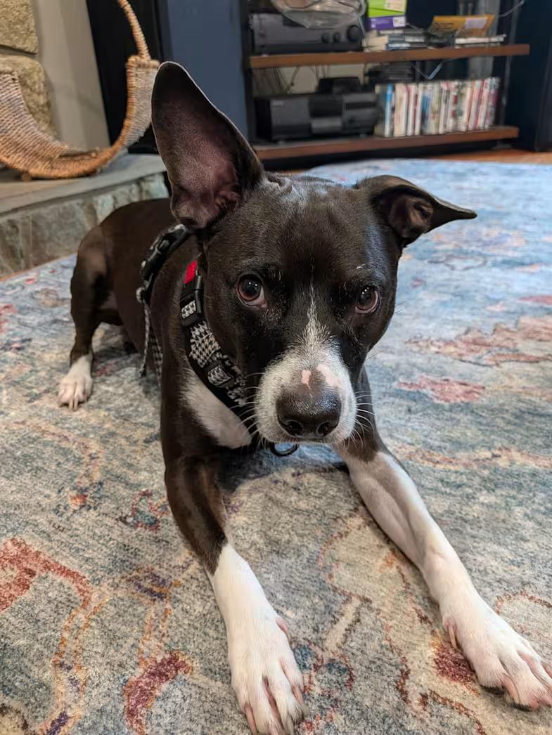 Moby (courtesy post), Adoptable, Adult Male Labrador Retriever & Dachshund.