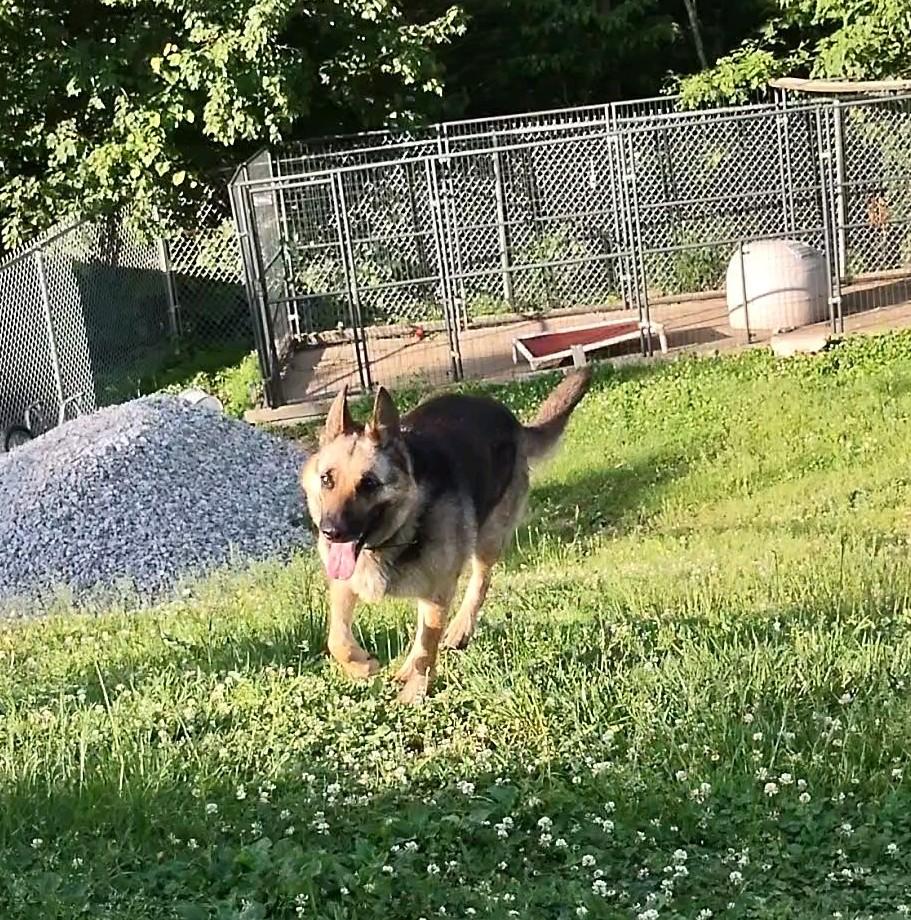 Estelle, a Adoptable German Shepherd Dog in Clay City, KY image 3/6