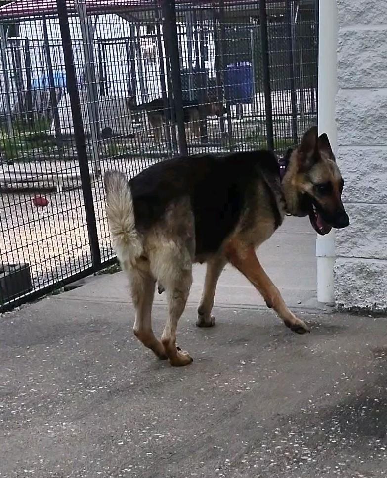 Estelle, a Adoptable German Shepherd Dog in Clay City, KY image 4/6