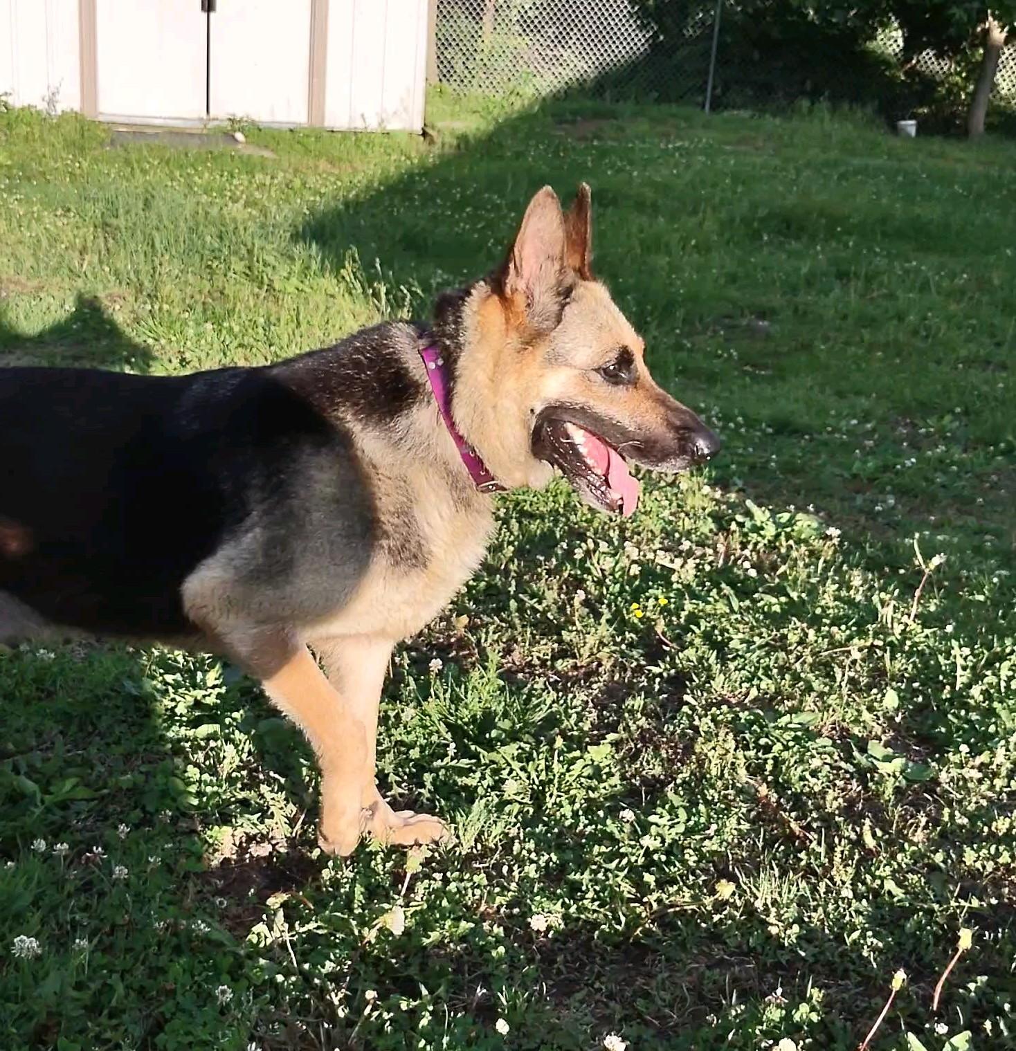 Estelle, a Adoptable German Shepherd Dog in Clay City, KY image 2/6