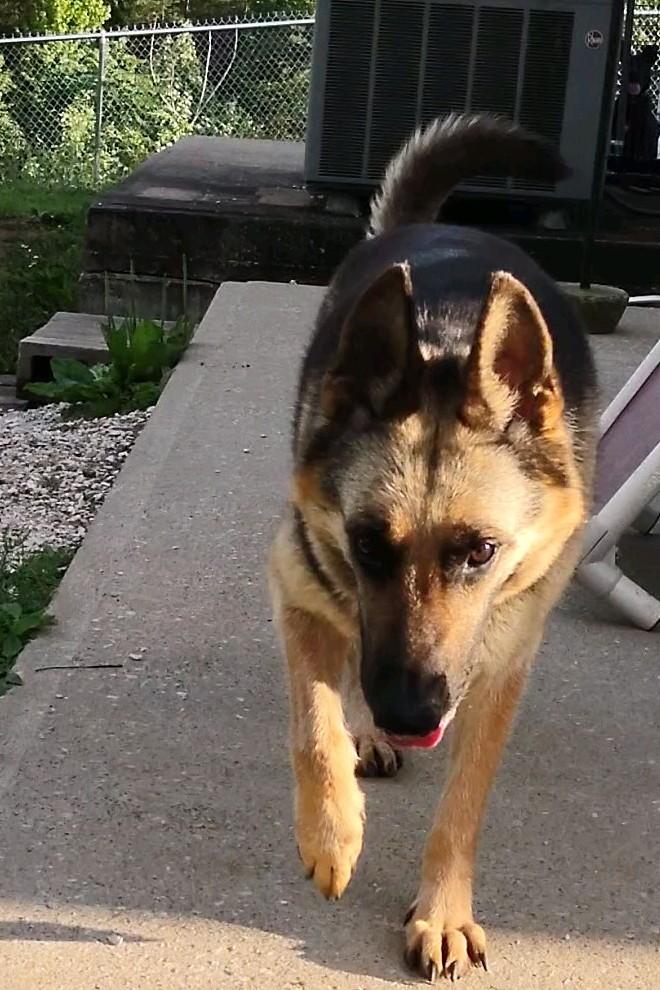 Estelle, a Adoptable German Shepherd Dog in Clay City, KY image 6/6
