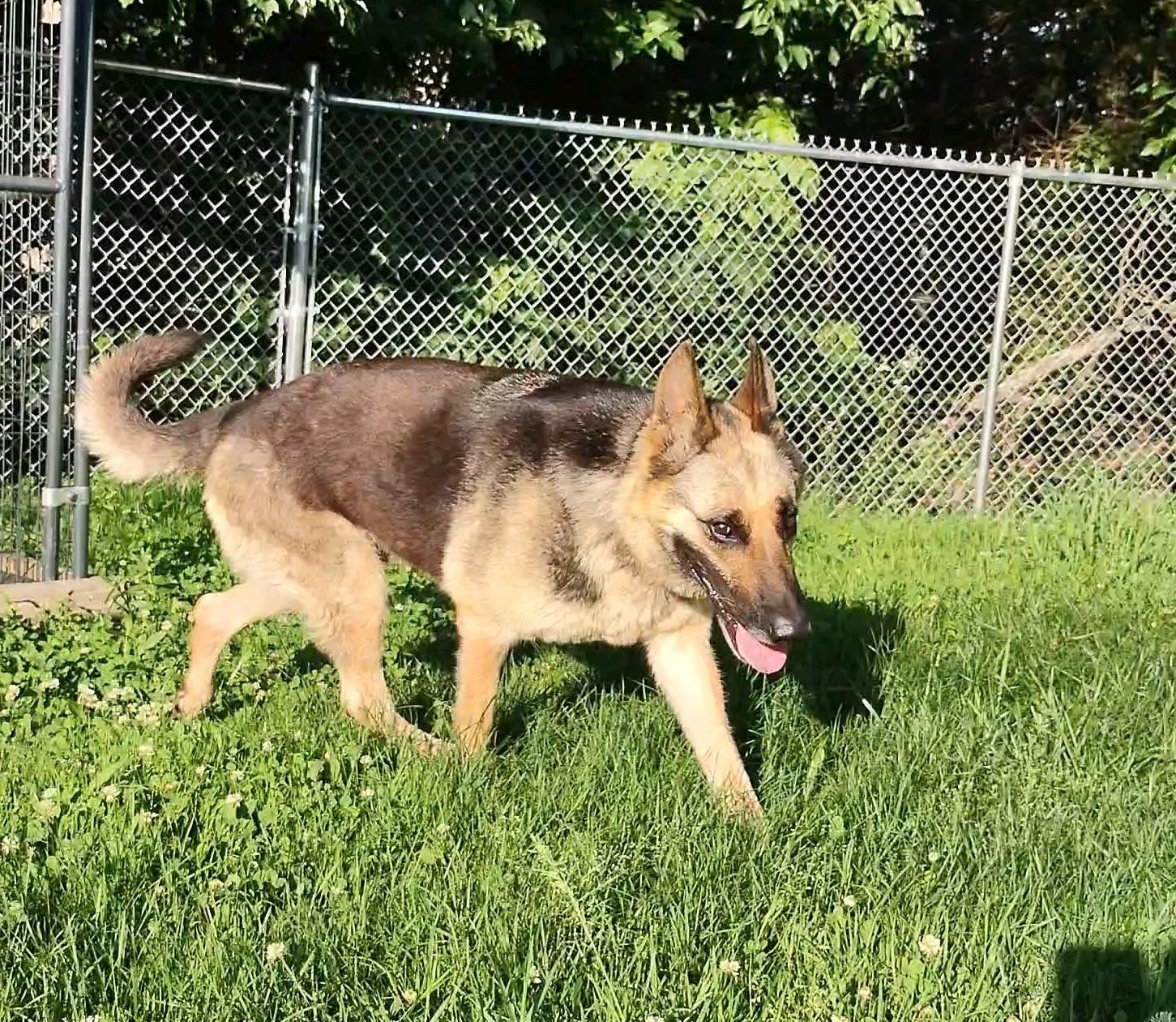 Estelle, a Adoptable German Shepherd Dog in Clay City, KY image 1/6