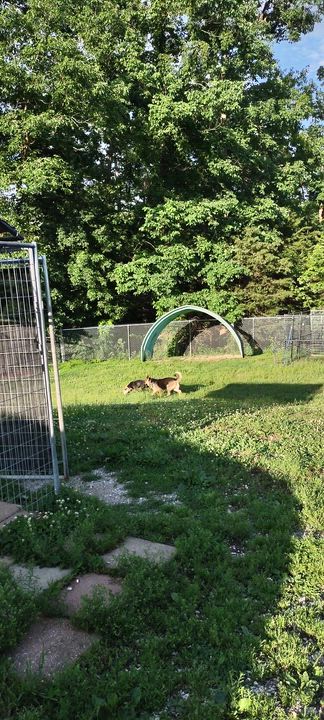 Enlarge Estelle, a Adoptable German Shepherd Dog in Clay City, KY video 5/6