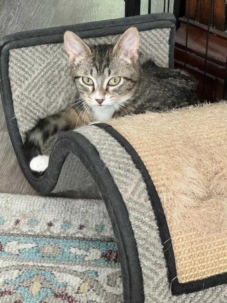 Chia, Adoptable, Kitten Female Domestic Short Hair.