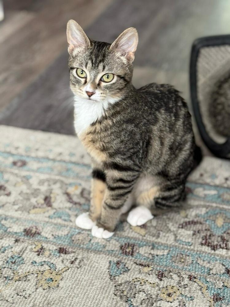 Enlarge Chia, a Adoptable mixed breed in Vancouver, WA image 2/3