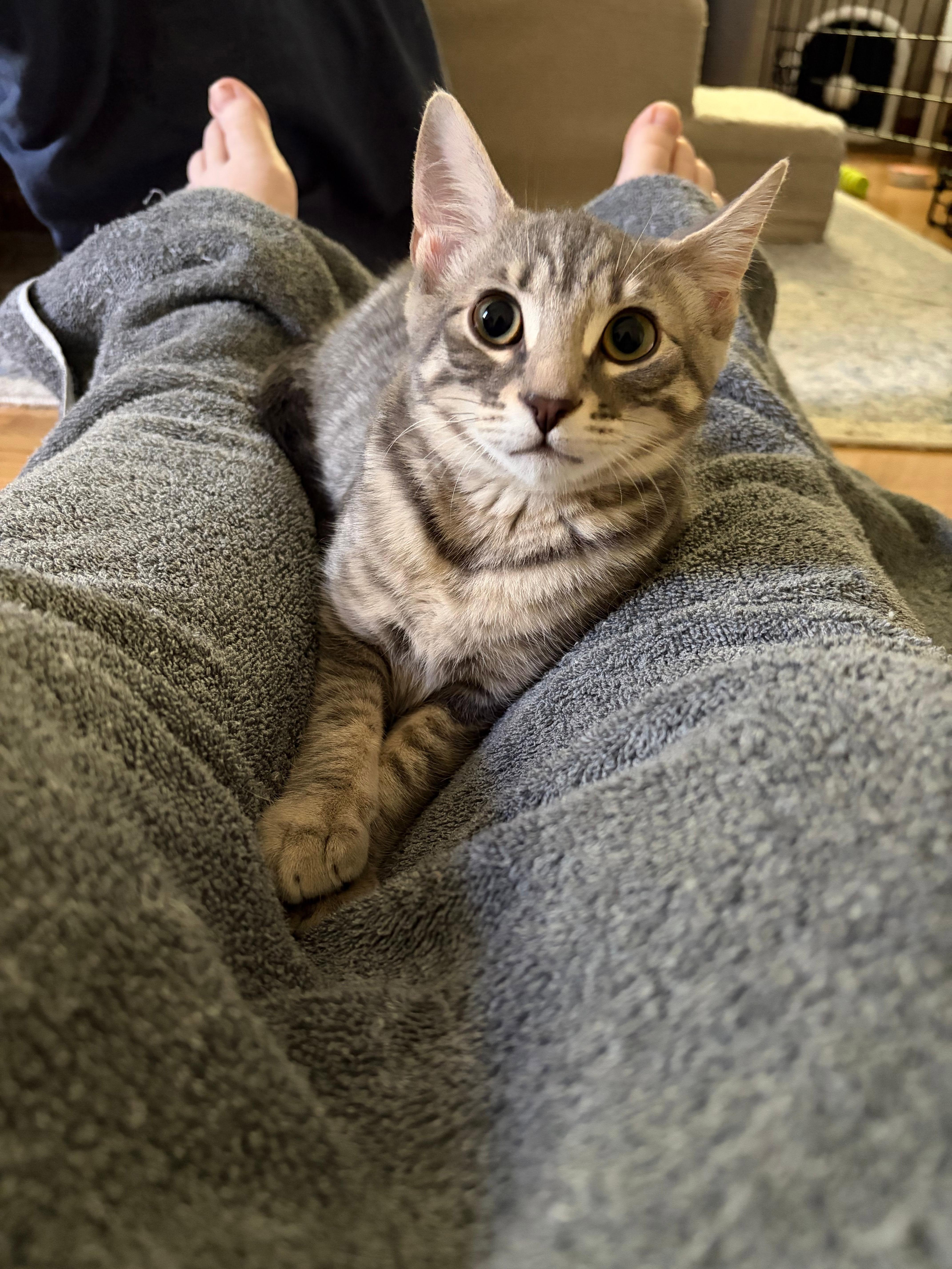 Ivy, a ADOPTABLE Domestic Short Hair in Roslindale, MA image 2/4