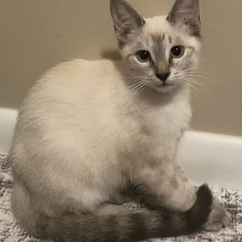 Rue A26-162, Adoptable, Kitten Female Siamese & Domestic Short Hair.