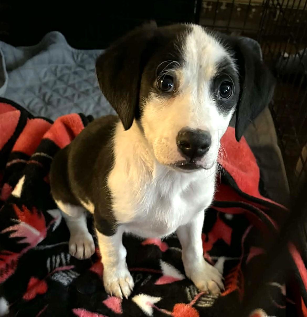 Charlie-Available 12/18! www.lhar.dog to apply! , ADOPTABLE, Puppy Male Hound.
