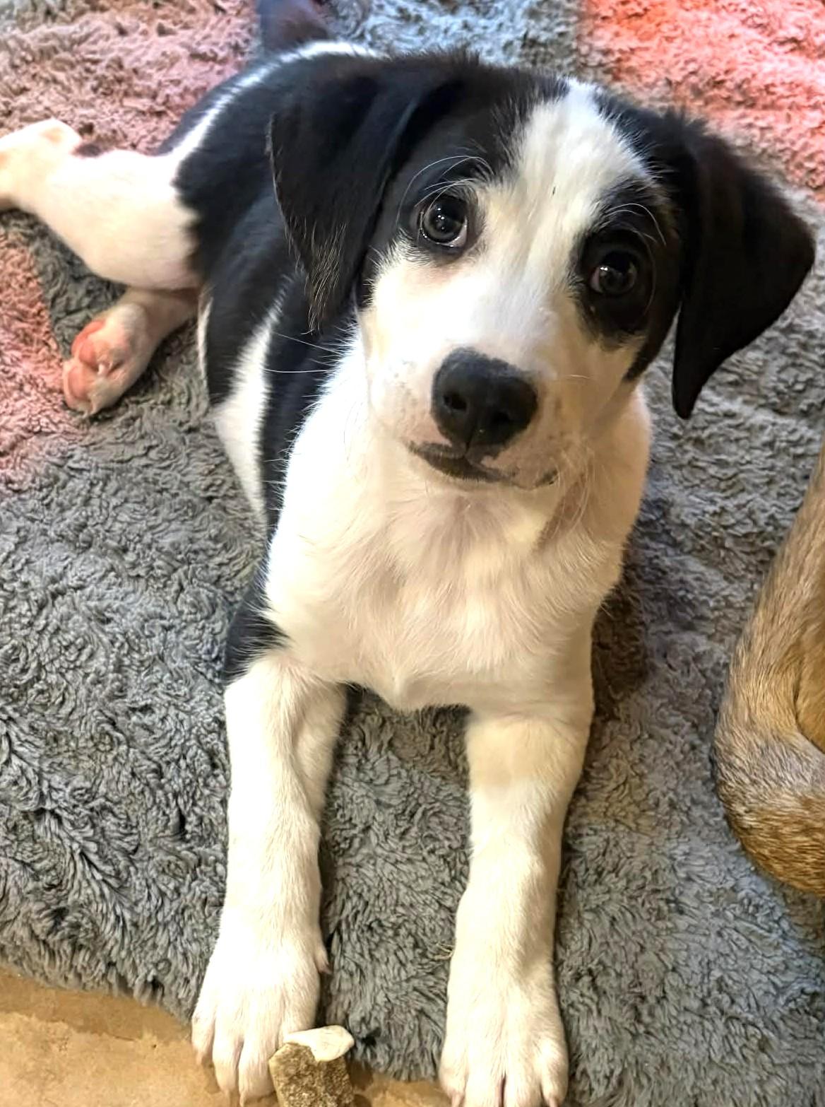 Charlie-Available 12/18! www.lhar.dog to apply! , a ADOPTABLE mixed breed in Frederick, MD image 2/4