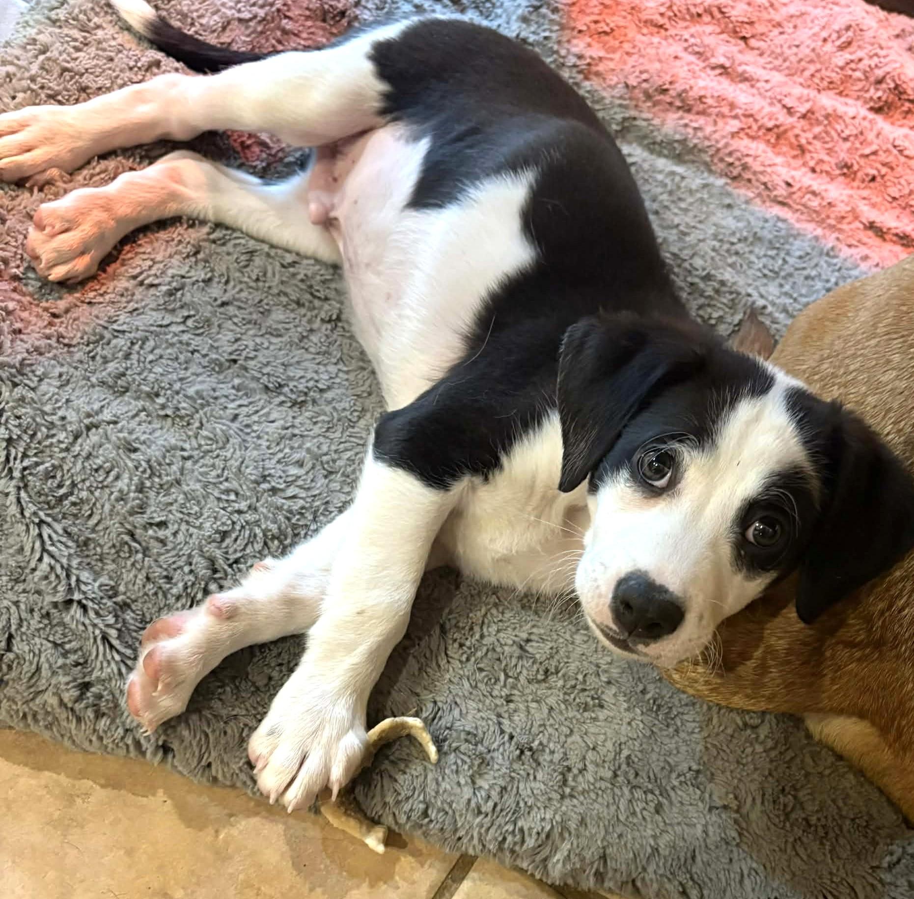 Charlie-Available 12/18! www.lhar.dog to apply! , a ADOPTABLE mixed breed in Frederick, MD image 3/4