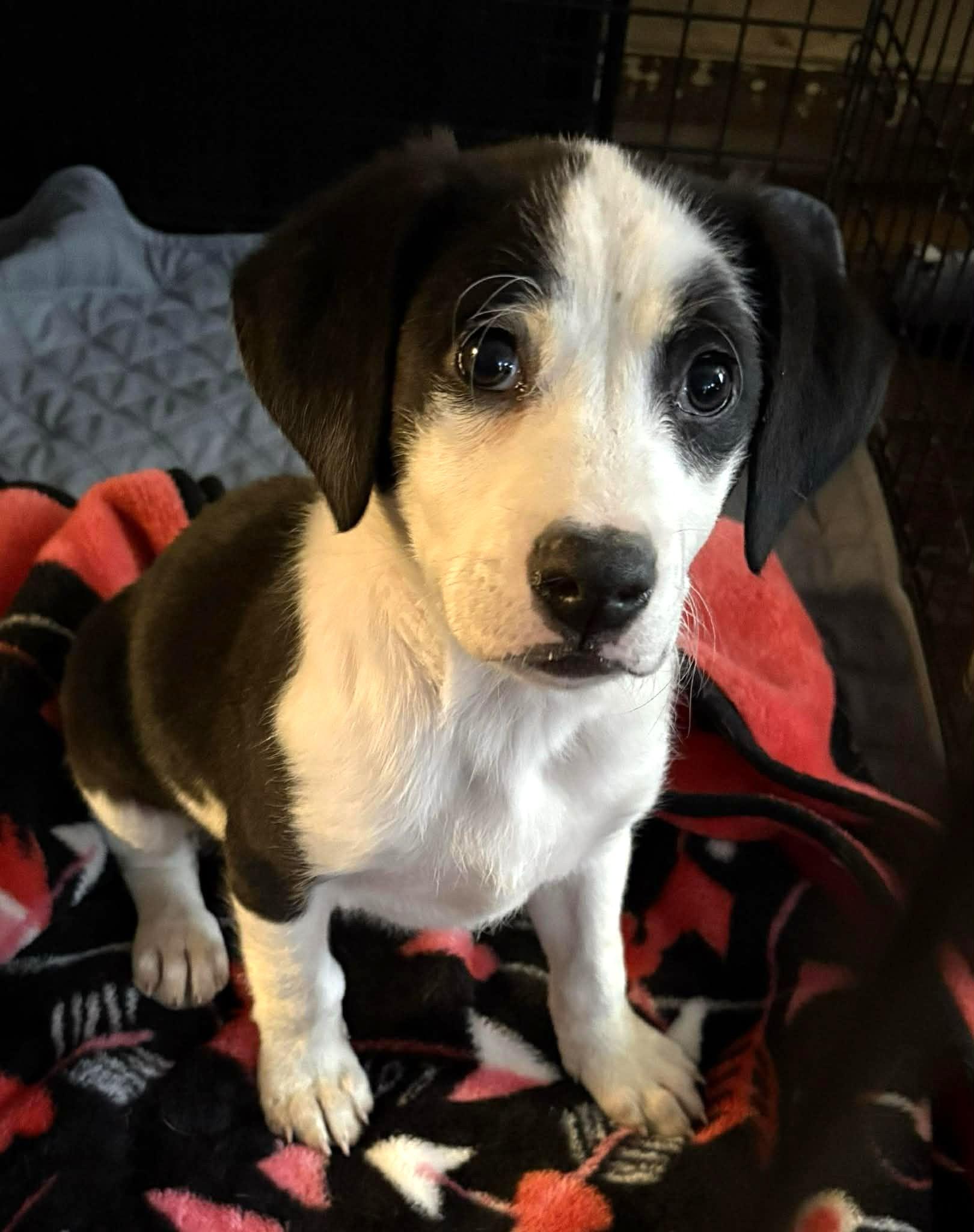 Charlie-Available 12/18! www.lhar.dog to apply! , a ADOPTABLE mixed breed in Frederick, MD image 4/4