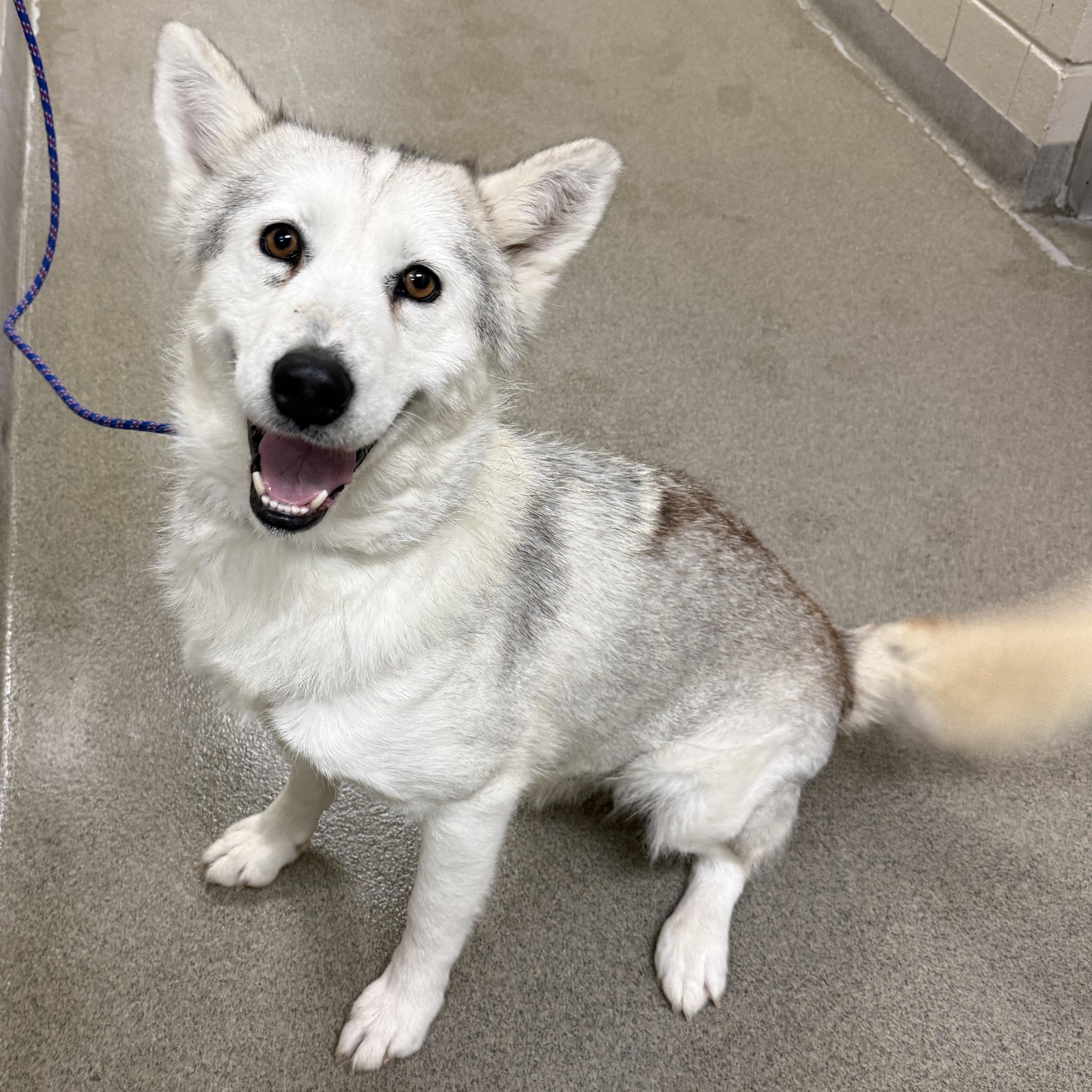 Pearl, ADOPTABLE, Adult Female Husky.